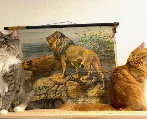 Feldenkrais Blog - Ich-Bild