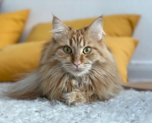 Feldenkrais Blog - Katze beim Feldenkrais