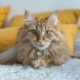 Feldenkrais Blog - Katze beim Feldenkrais