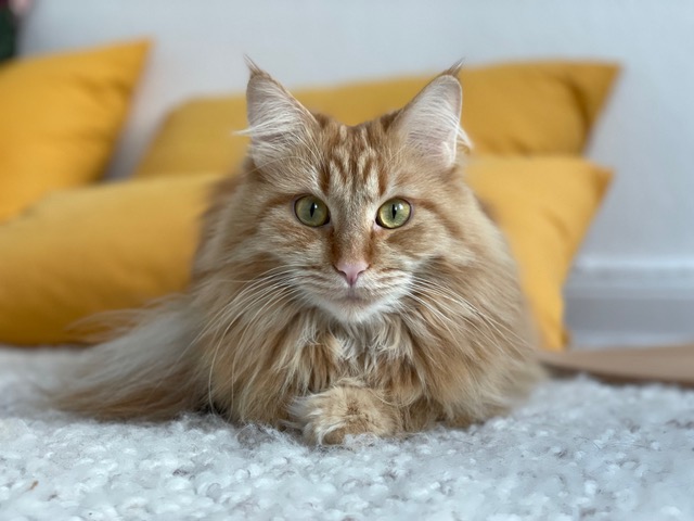 Feldenkrais Blog - Katze beim Feldenkrais