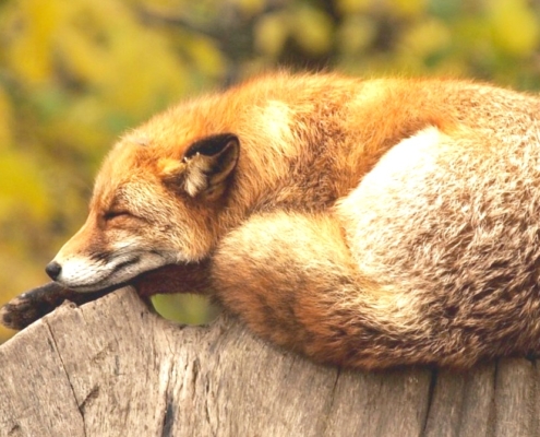 Feldenkrais Blog - PROAKTIV